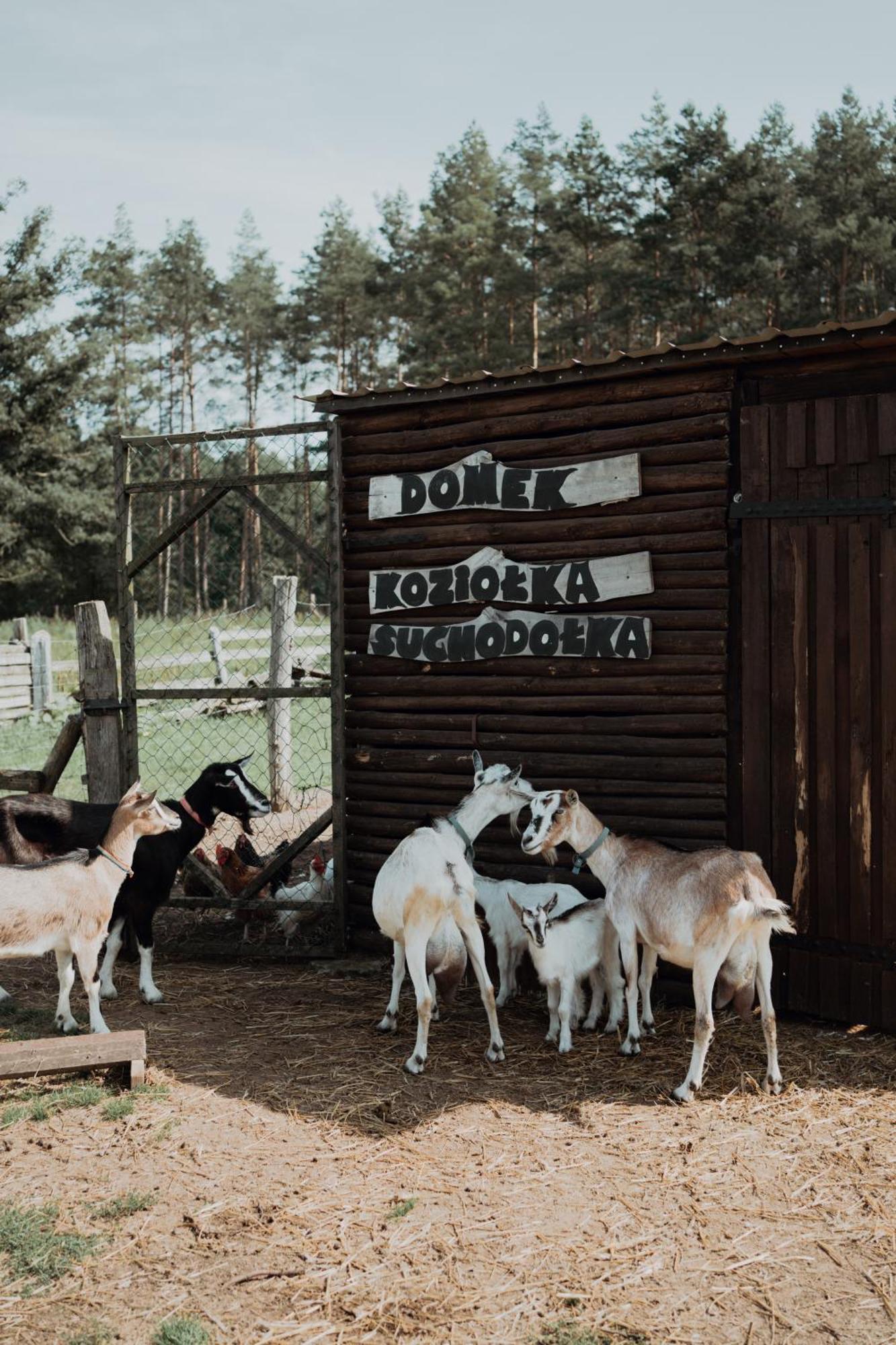 "Koziolek Suchodolek" Villa Brody  Luaran gambar